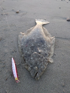 ヒラメの釣果