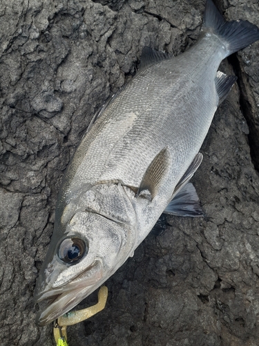 ヒラスズキの釣果