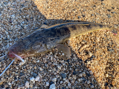 マゴチの釣果