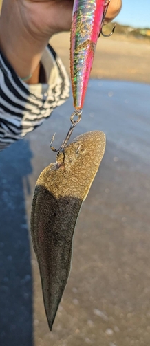 シタビラメの釣果