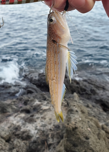 オキエソの釣果