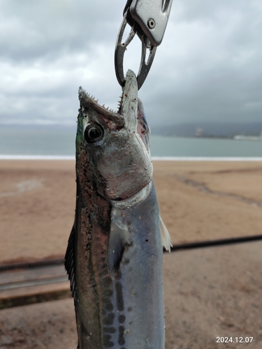 サゴシの釣果