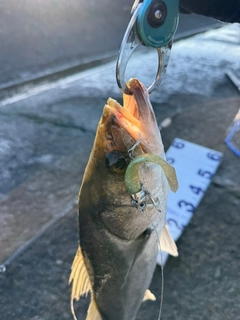 シーバスの釣果