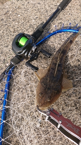 マゴチの釣果