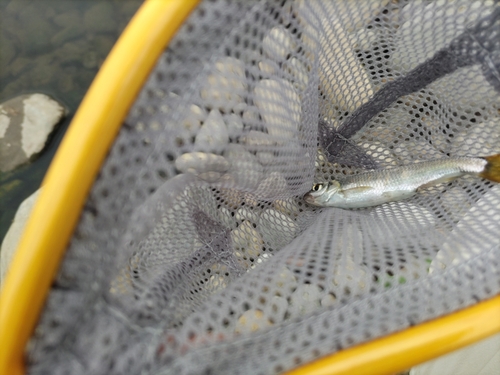 オイカワの釣果