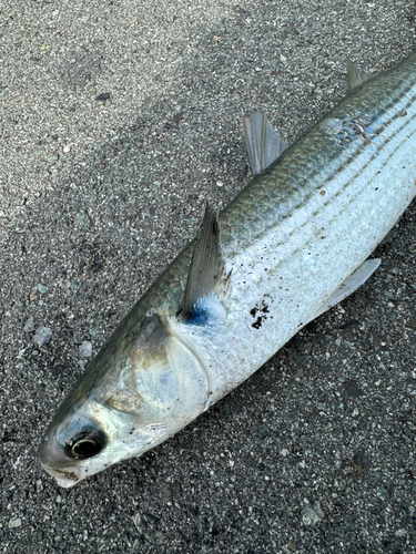 ボラの釣果