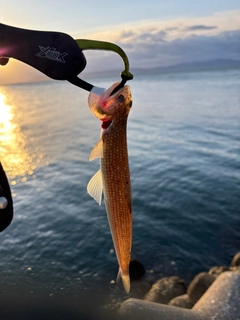 エソの釣果