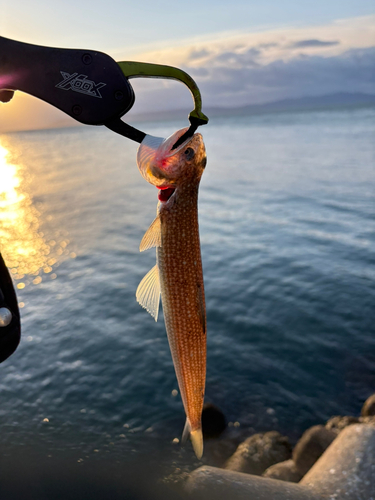 エソの釣果