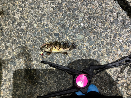 タケノコメバルの釣果