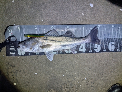 シーバスの釣果