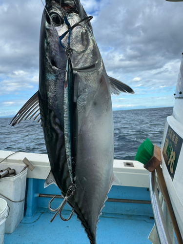 スマガツオの釣果