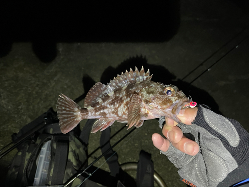 カサゴの釣果