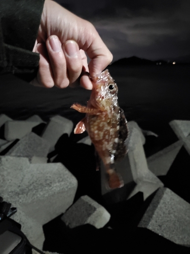 カサゴの釣果