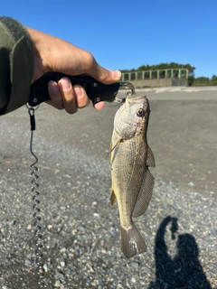 イシモチの釣果