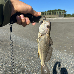 イシモチ