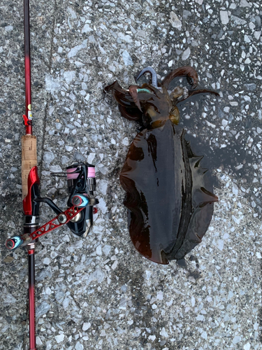 アオリイカの釣果