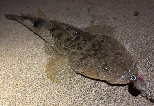 マゴチの釣果