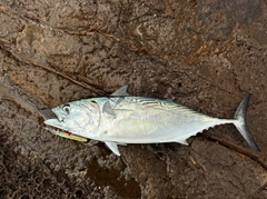 カツオの釣果