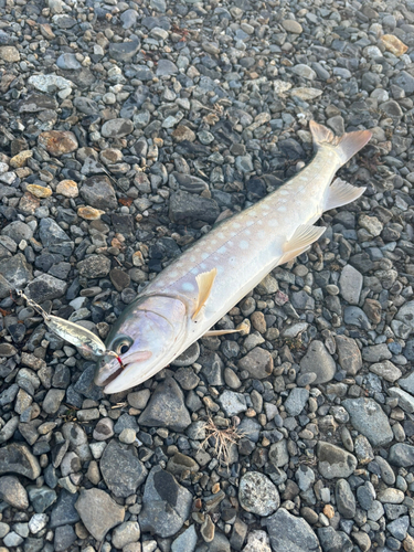 アメマスの釣果