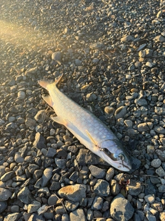 アメマスの釣果