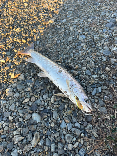 アメマスの釣果