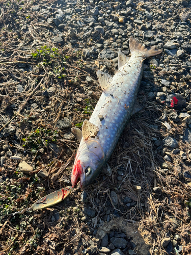 アメマスの釣果