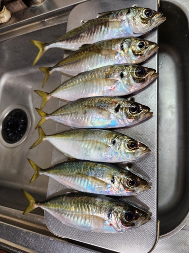 アジの釣果