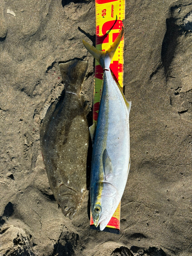 ヒラメの釣果