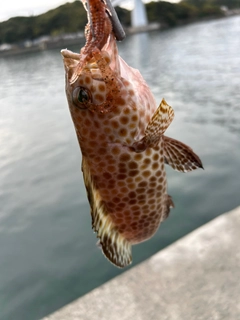 オオモンハタの釣果