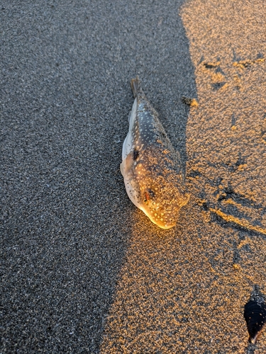 フグの釣果