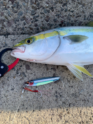 ヤズの釣果