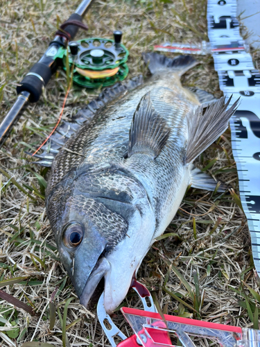 クロダイの釣果