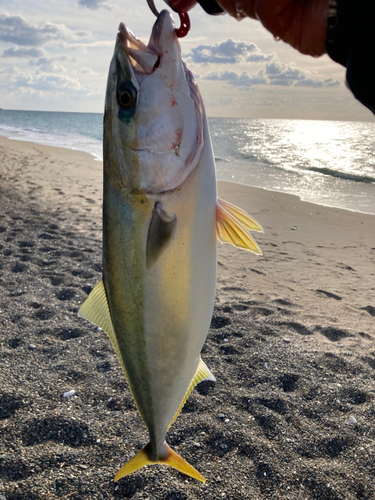 ワラサの釣果