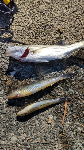 マハゼの釣果