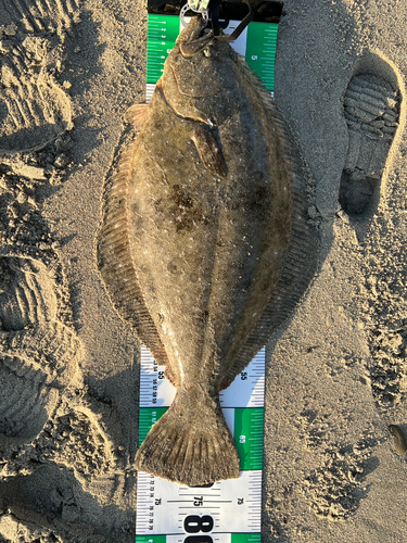 ヒラメの釣果