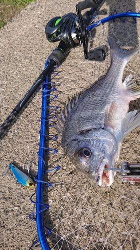 キビレの釣果