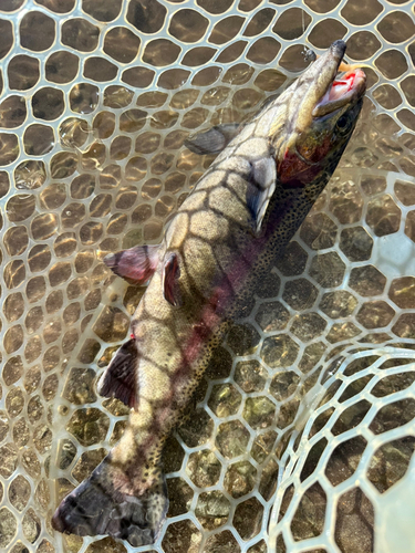 ニジマスの釣果