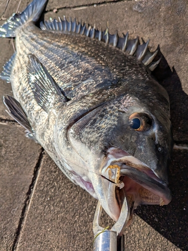 クロダイの釣果