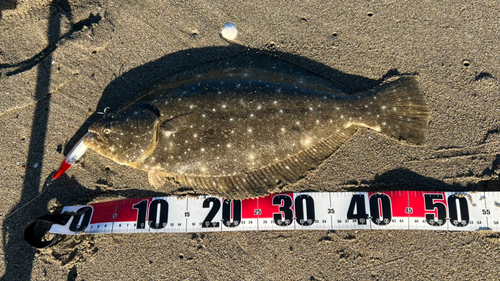 ヒラメの釣果