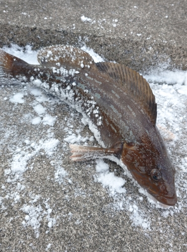 アイナメの釣果