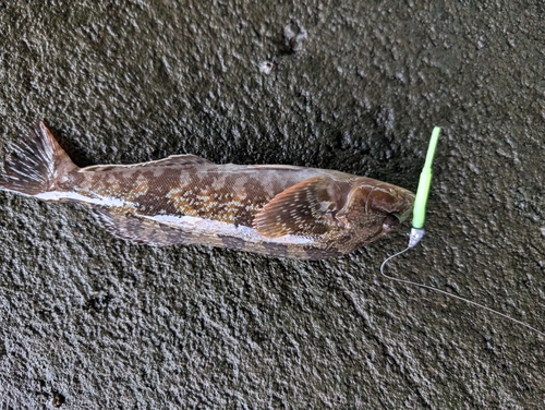 カジカの釣果