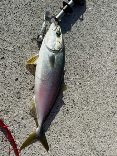 ハマチの釣果