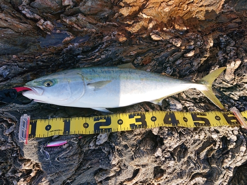 ハマチの釣果