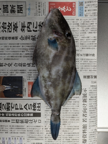 ウマヅラハギの釣果