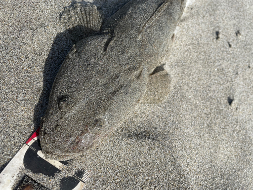 マゴチの釣果