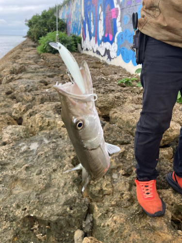 カマスの釣果