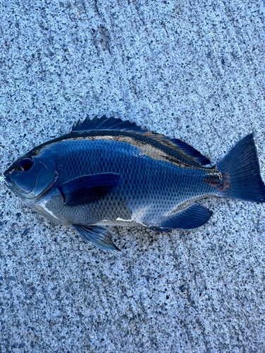 メジナの釣果