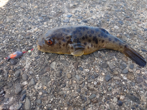 アカメフグの釣果