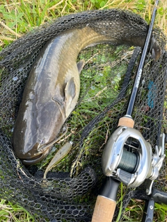 ナマズの釣果