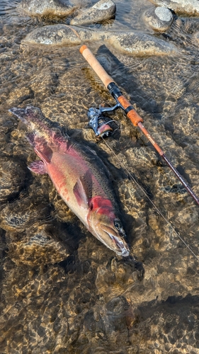 ニジマスの釣果